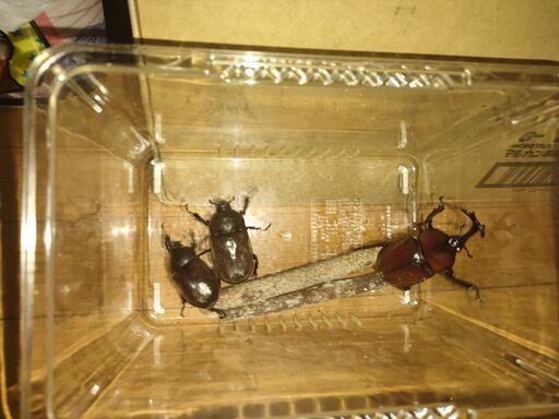 商談中【天然】カブトムシ♂１匹♀２匹 ignaciourquiza.mx