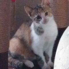 メイちゃん(雌の子猫)里親募集！の画像