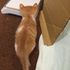 1ヶ月おっとり可愛い茶白君 - 猫