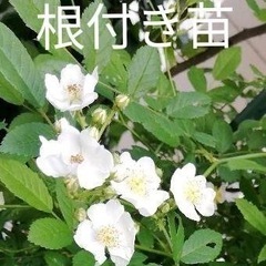 薔薇大苗・9号鉢