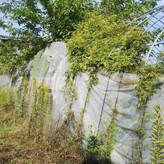 農家のビニールハウス