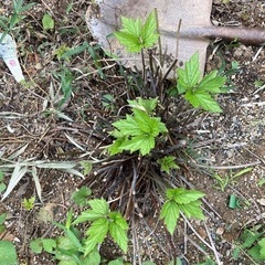 白い秋明菊根っこ　どんどん葉っぱが出てきます