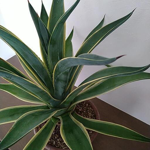 45cmサイズ_アガベ・ベネズエラ perfilmaisaluminio.com.br