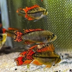 カカトゥオイデスの中古が安い 激安で譲ります 無料であげます ジモティー