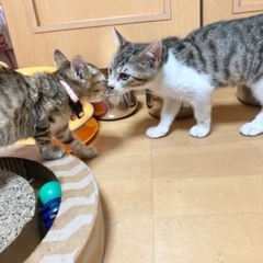 月齢一ヶ月半〜2ヶ月の子猫さんたちのずっとのお家を募集してます！！