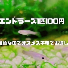🟣🟡【100円】エンドラーズ稚魚1匹🟡🟣