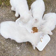 白猫４匹