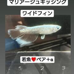 🐟メダカ🐟🆕【希少】マリアージュキッシングワイドフィン✨若魚❤ペア＋α