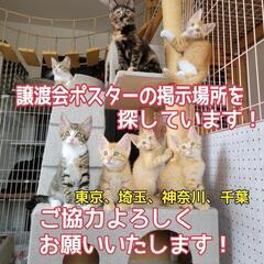 さいたま市子猫祭りの譲渡会 − 埼玉県