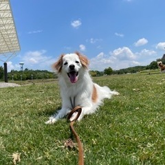 犬友募集します‎´•ﻌ•`🐾