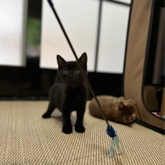 急いで探してます！黒猫ちゃん貰ってくれる方！