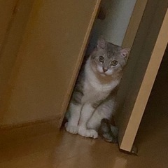 去勢済み男の子の迷い猫探しています！