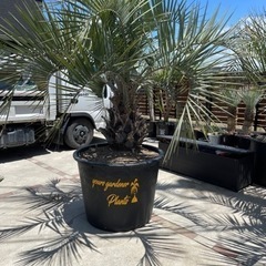 ココスヤシ　プランター付き！ ココスヤシ、特大プランター入り、シルバーリーフ、配送＋施工費コミコミ