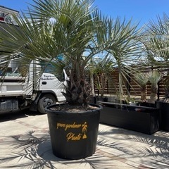 ココスヤシ、特大プランター入り、シルバーリーフ、配送＋施工費コミコミ