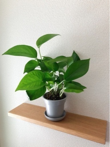 観葉植物　ポトス・パーフェクトグリーン⑤　37cm　グレーカラーの3.5号の鉢と受け皿付き