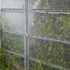 農家のビニールハウス