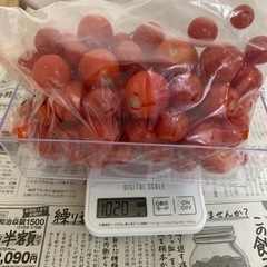 朝採れトマト(トマトソース用)1kg500円!!