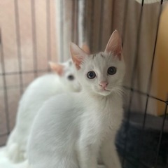 白猫の男の子　2ヶ月