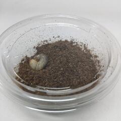 パプアキンイロクワガタの幼虫 1匹  飼育キット付き 