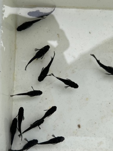 オロチめだか トリムめだか 南アルプスのその他の中古あげます 譲ります ジモティーで不用品の処分 オロチめだか トリムめだか 南アルプスのその他の中古あげます 譲ります ジモティーで不用品の処分