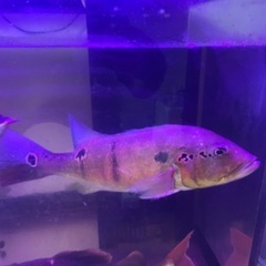 キクラピニマ 55センチ
