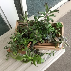 多肉植物 寄せ植え