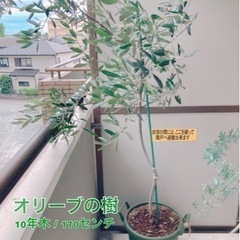 【値下げ】観葉植物 オリーブ シンボルツリー 十年樹