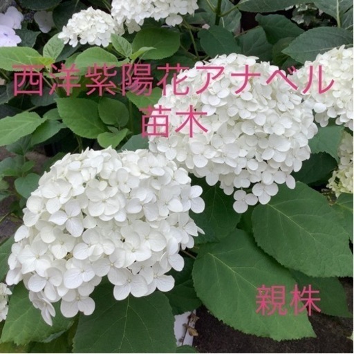 西洋紫陽花アナベル苗木1本 Yukita 葛西のその他の中古あげます 譲ります ジモティーで不用品の処分 西洋紫陽花アナベル苗木1本 Yukita 葛西のその他の中古あげます 譲ります ジモティーで不用品の処分