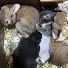 ウサギの赤ちゃん里親募集 − 東京都