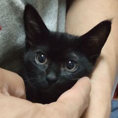 可愛い黒猫ちゃんです♪