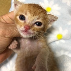 甘えん坊茶トラ男子