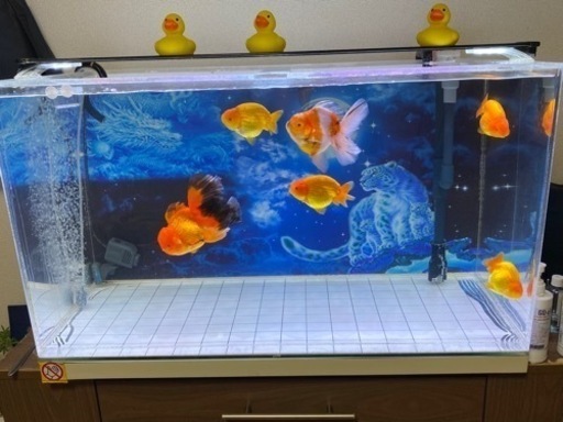 オーバーフローアクリル水槽90cm 美品 早い者勝ち | www.mclegal.info