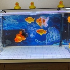 オーバーフローアクリル水槽90cm 美品　早い者勝ち