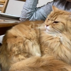 猫を引き取ってくださる方を探しています。