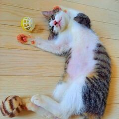 甘えん坊🎵　キジトラ白の子猫☆