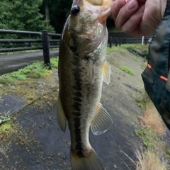 バス釣り仲間募集！