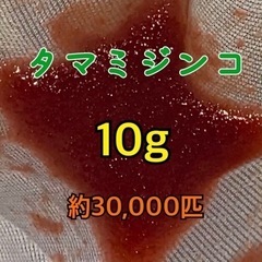 【ネット決済・配送可】タマミジンコ 10g 30,000匹以上　...