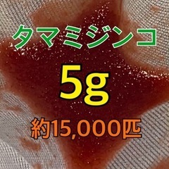 【ネット決済・配送可】タマミジンコ　5g 15,000匹以上　め...