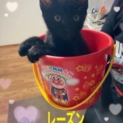 可愛い黒猫姉妹です - 福岡市