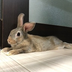 3か月のミニウサギです。九州内OK。大切に育ててくださる方を募集...