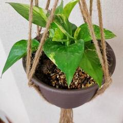 プラントハンガー付きポトス鉢植え（成長鑑賞用）観葉植物