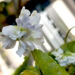 パルマスミレ(ニオイスミレ)❀花 植物