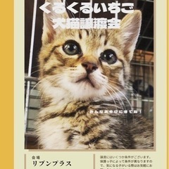 薩摩川内市8月の犬猫譲渡会♡