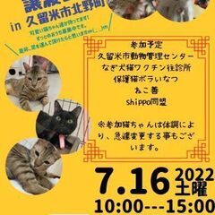 保護猫譲渡会in久留米市北野町【7/16(土曜日)10:00～1...