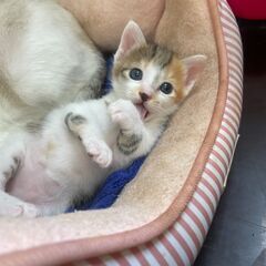 6月17日生まれの保護猫の子猫、可愛い三毛猫さんです