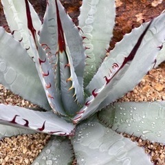 アガベ　パルメリー　屈原の舞扇　発根済み