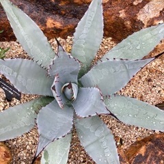 アガベ　パルメリー　屈原の舞扇　発根済み