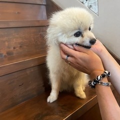 ポメラニアンのMIX犬、白くてかわいい男の子「モコ」🥰 - 犬