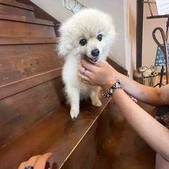 ポメラニアンのMIX犬、白くてかわいい男の子「モコ」🥰の画像