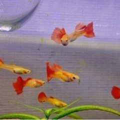 東京都 八王子市の熱帯魚の中古が安い 激安で譲ります 無料であげます ジモティー